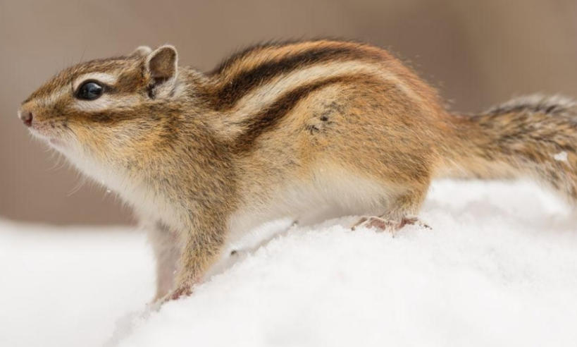 四川立智丰建筑工程有限公司轮播图1
